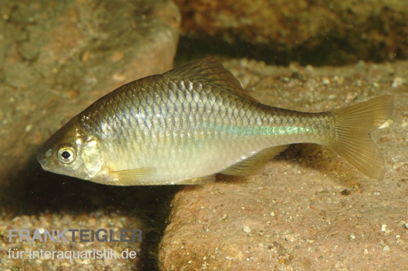 Gold-Bitterling, Rhodeus amarus, 4-7 cm (Kaltwasser)