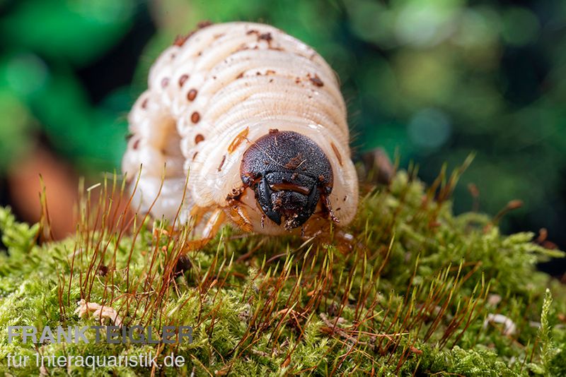 Afrikanischer Nashornkäfer, Oryctes monoceros, Larve