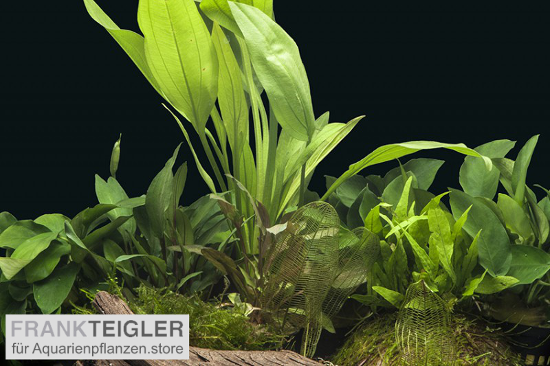 AquarienpflanzenSortiment "Barsch" für 80 cm Aquarium, online kaufen