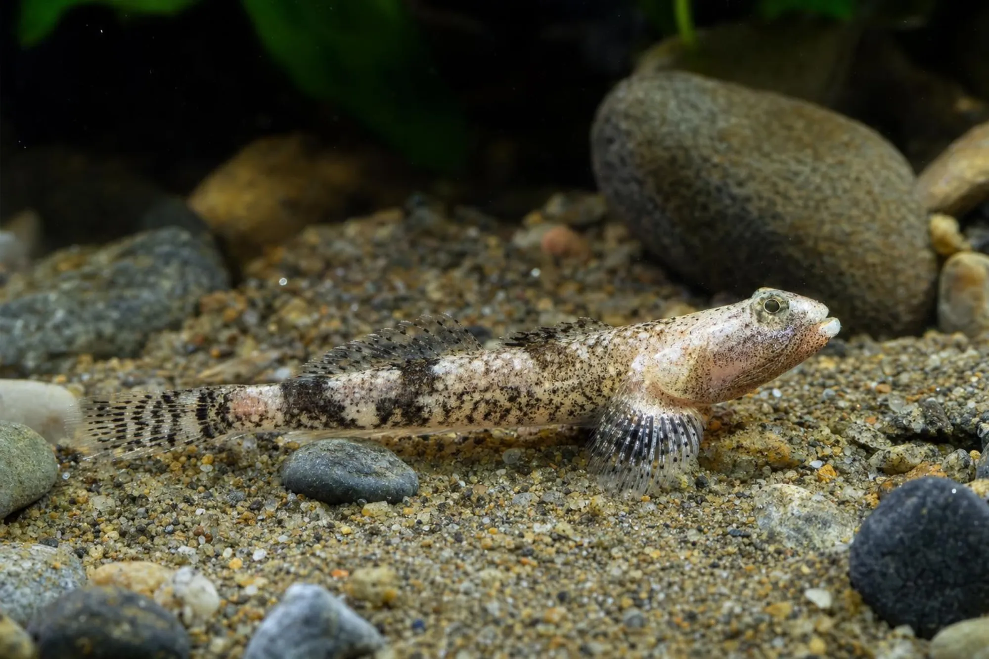 Drachengrundel, Schismatogobius risdawatiae
