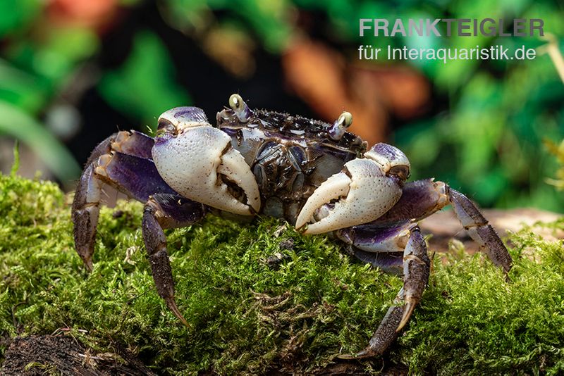 Spider Crab sp. Blue, Neosarmatium rotundifrons, Paar (1 Männchen + 1 Weibchen)