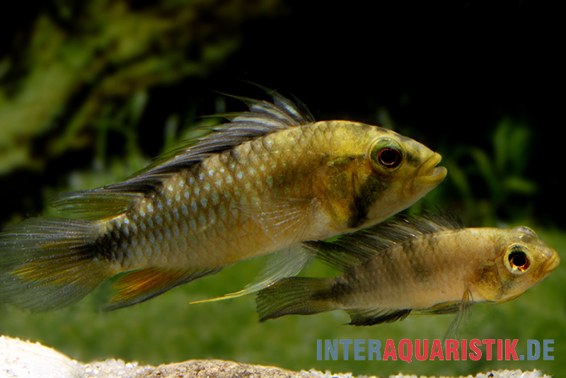 Harlekin-Zwergbuntbarsch, Apistogramma rositae