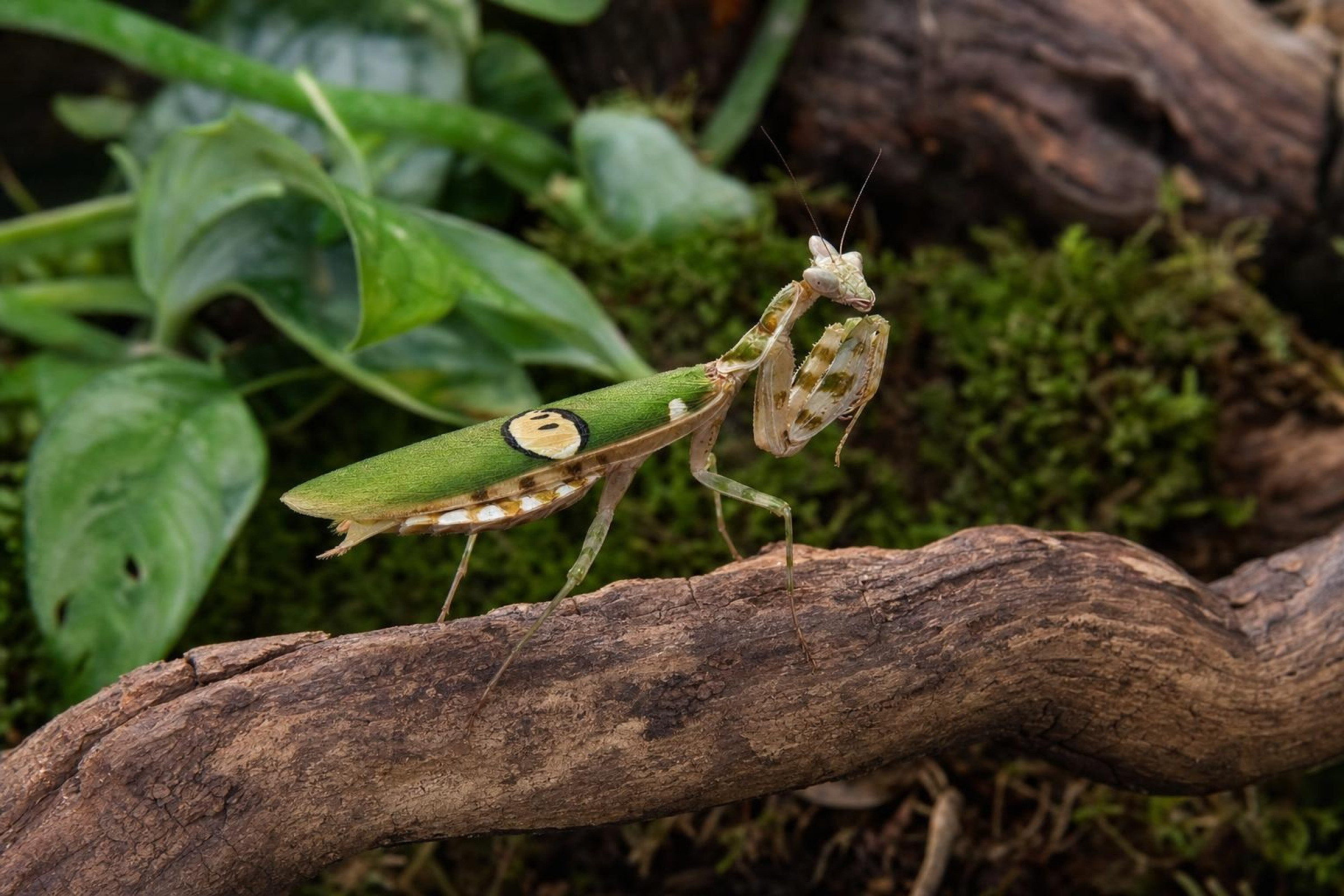 Yunnan-Blütenmantis, Creobroter spec. Yunnan