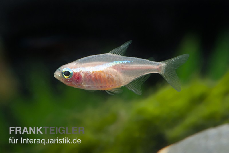 Neonsalmler gold, Paracheirodon innesi