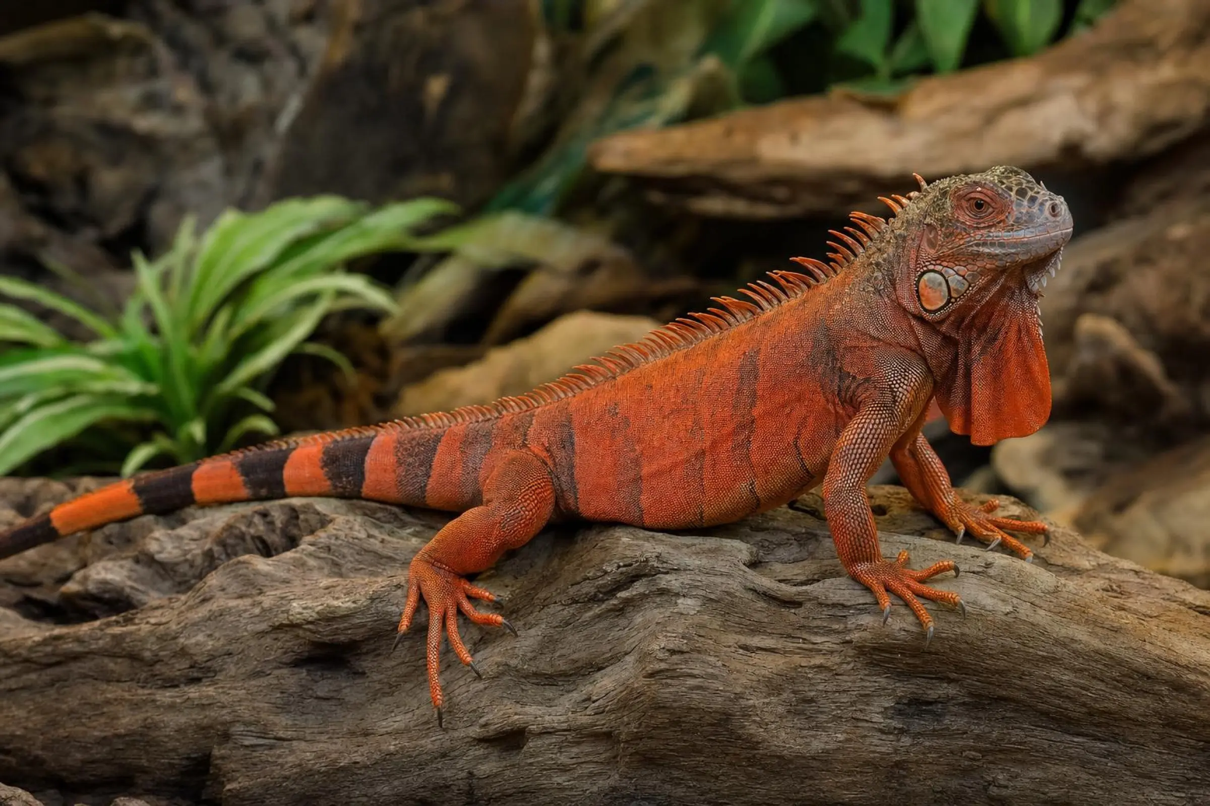 Grüner Leguan in Rot, Iguana iguana