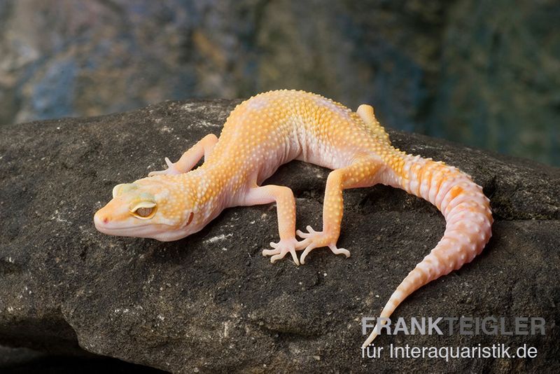 Leopardgecko, Eublepharis macularius, SUNGLOW