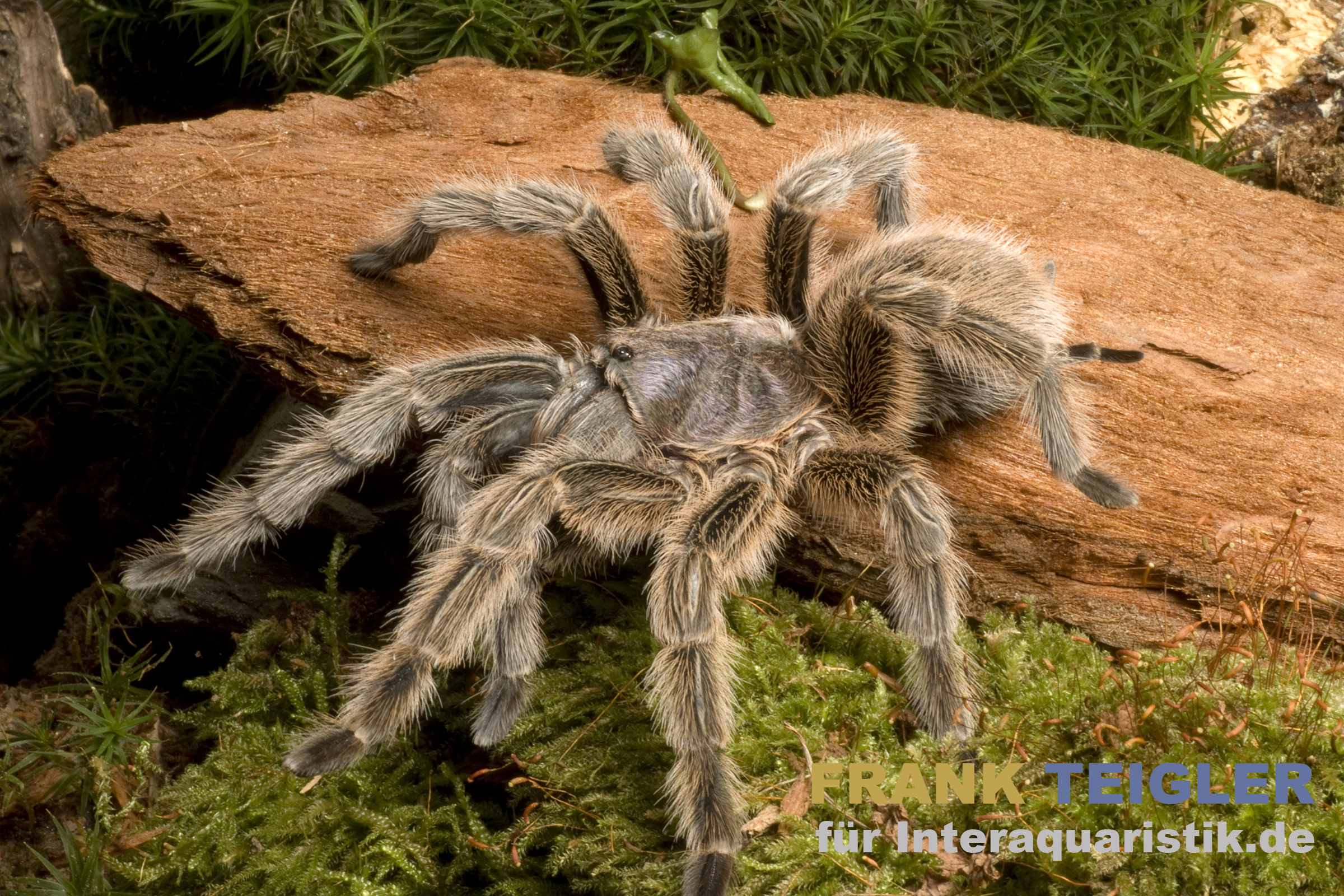 Chilenische Vogelspinne, Grammostola porteri
