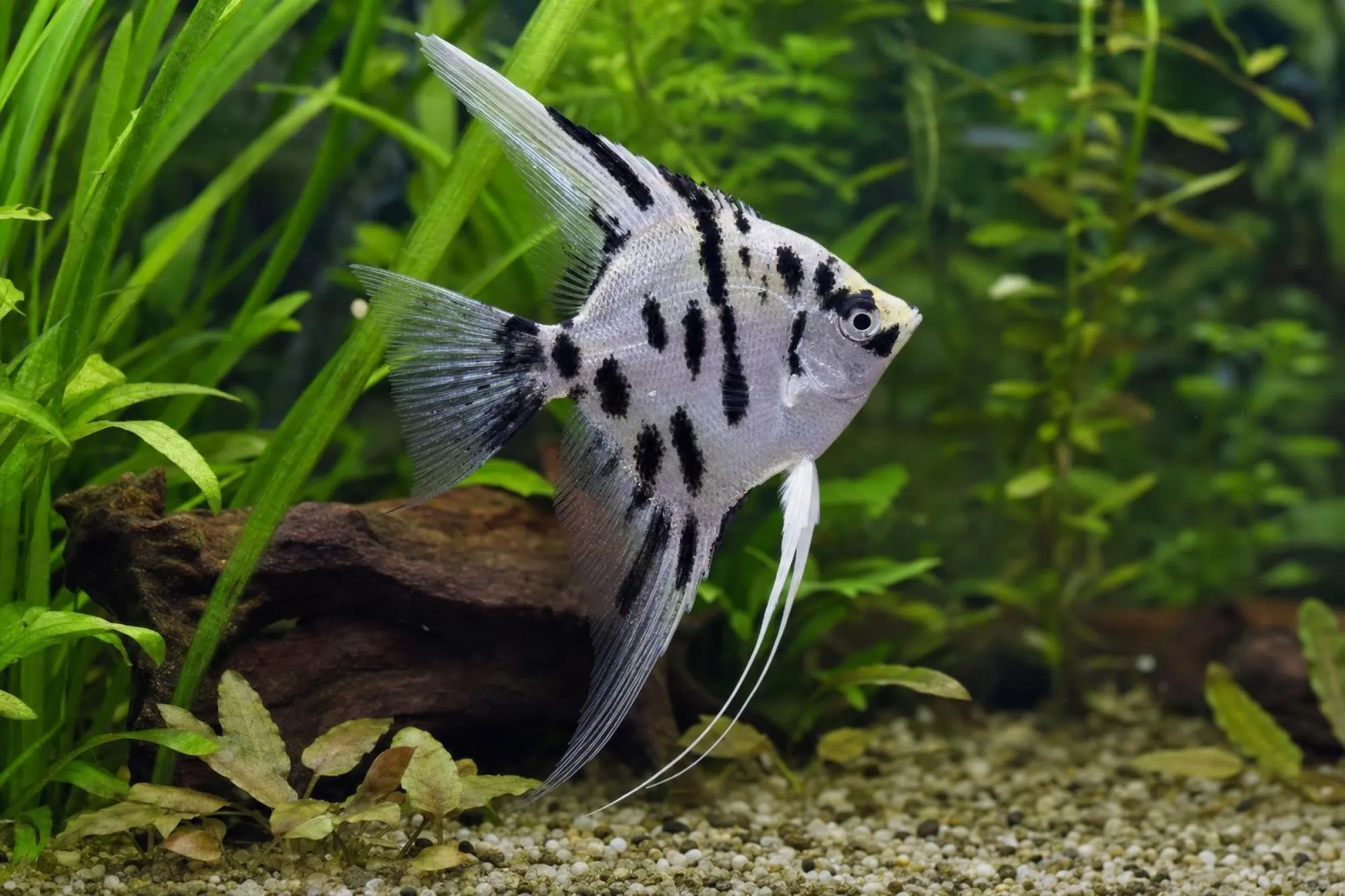 Dalmatiner-Skalar, Pterophyllum scalare