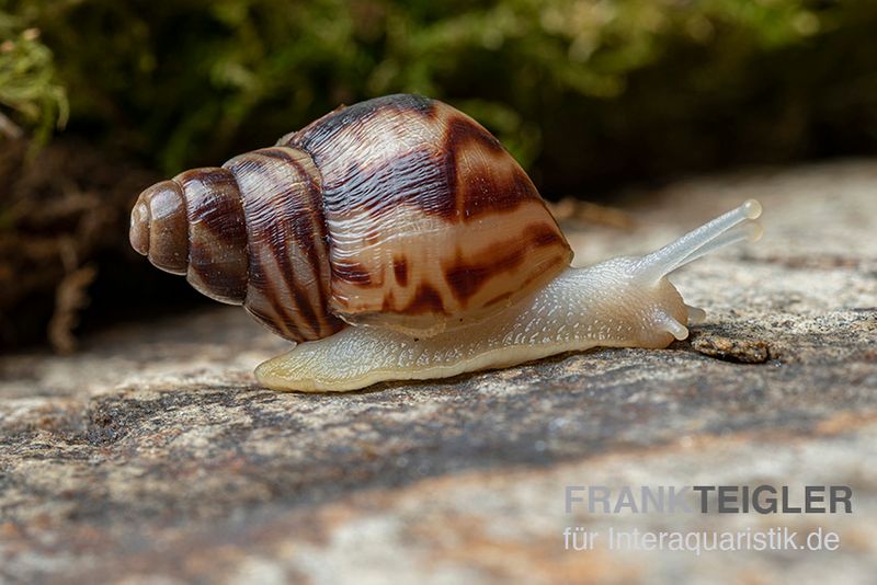 Afrikanische Albino-Riesenschnecke, Achatina reticulata "albino", DNZ