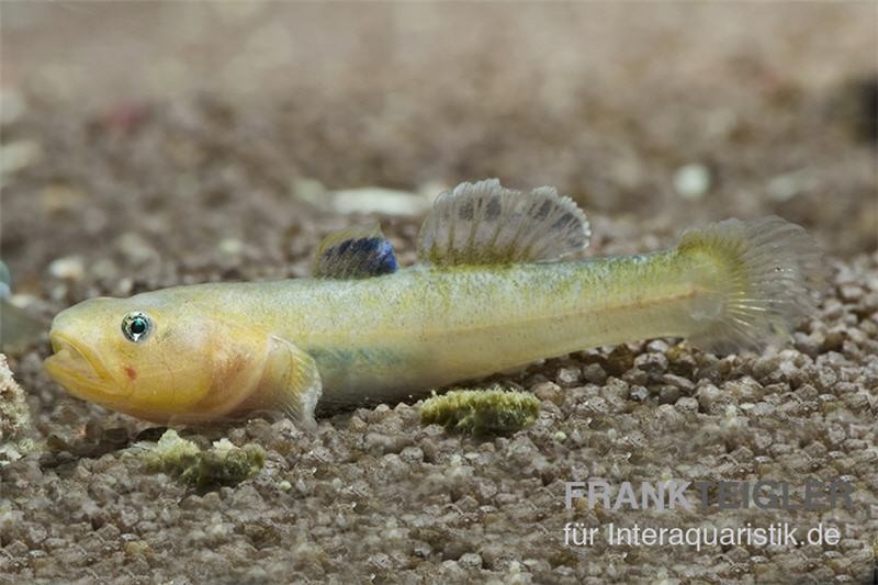 Australische Wüstengrundel GOLD, Chlamydogobius eremius GOLD