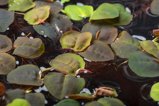 Wasserwolfsmilch, Phyllanthus fluitans, In Vitro