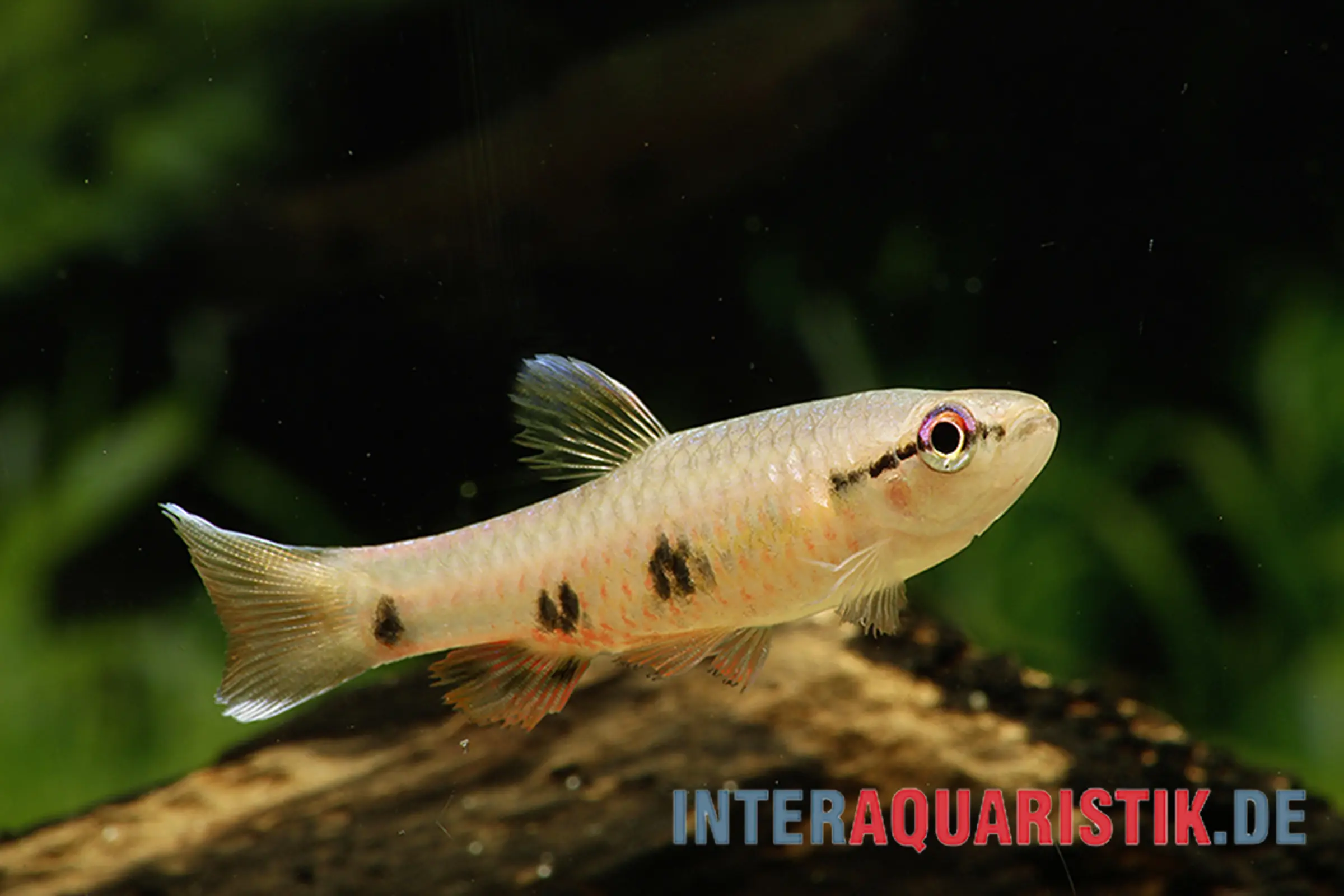 Nahaufnahme eines bunten Zwergkärpflings