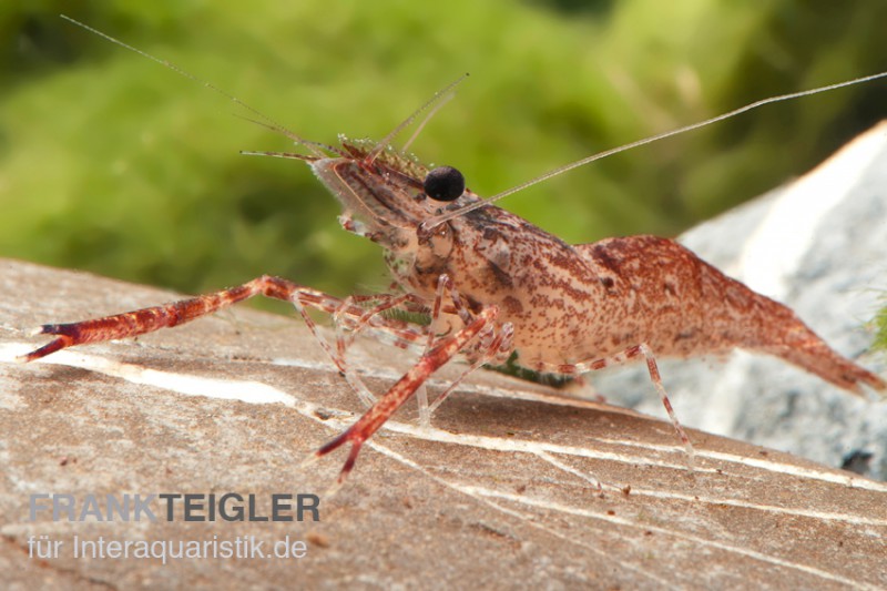 Amazonas-Laubgarnele, Euryrhynchus amazoniensis