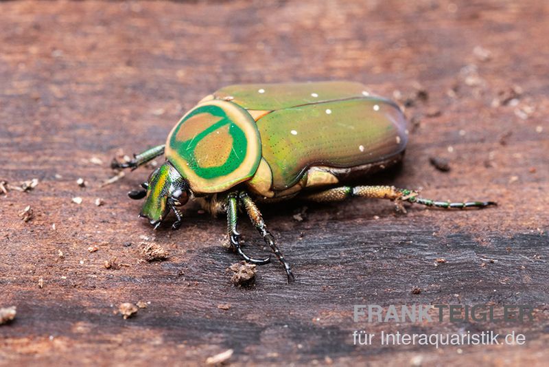 Grüner Mini-Rosenkäfer, Amauroleucocelis lunata