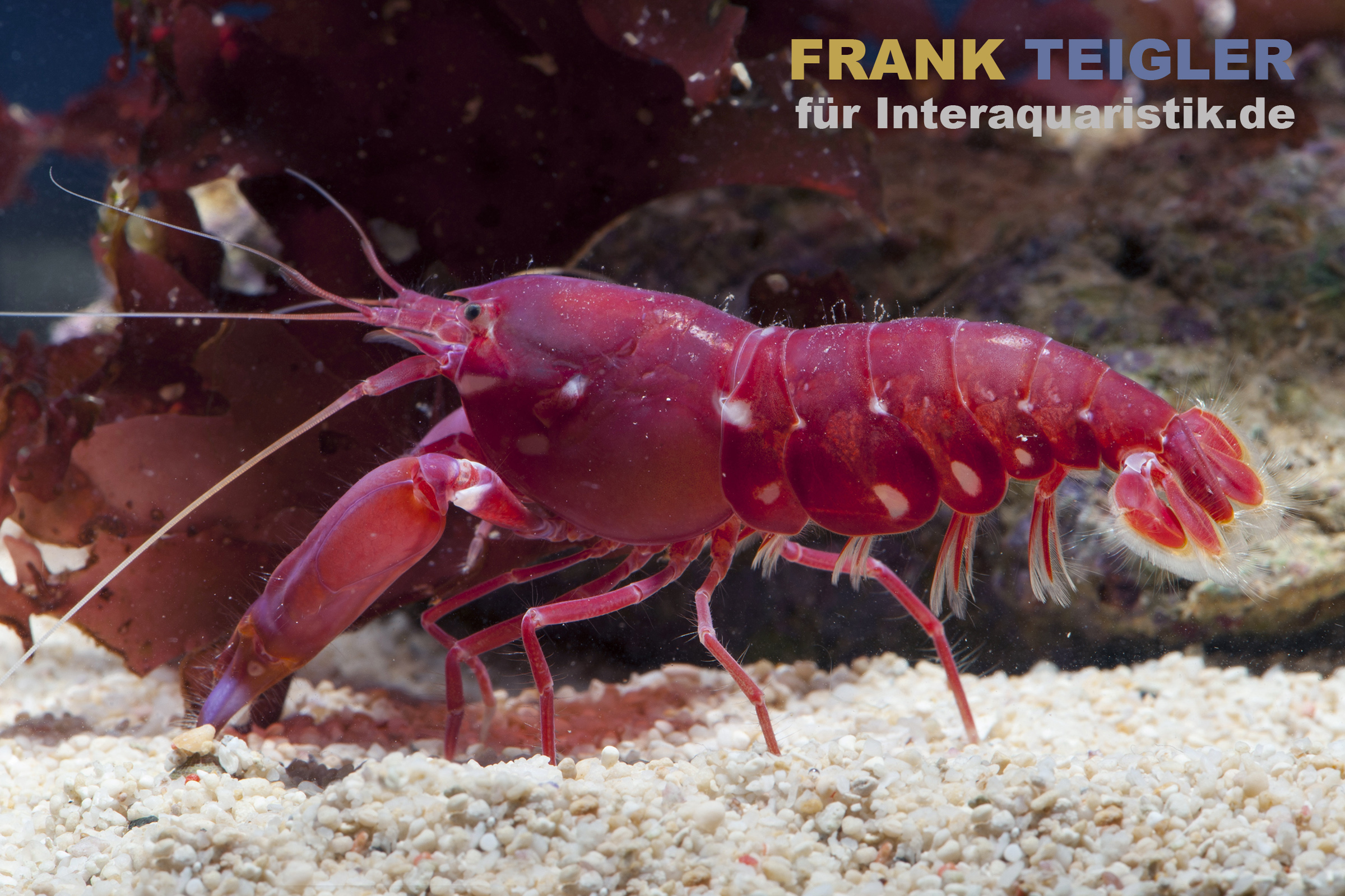 Nahaufnahme einer leuchtend roten Garnele im Aquarium, seitliche Ansicht auf sandigem Boden mit langen Fühlern und sichtbaren Beinen