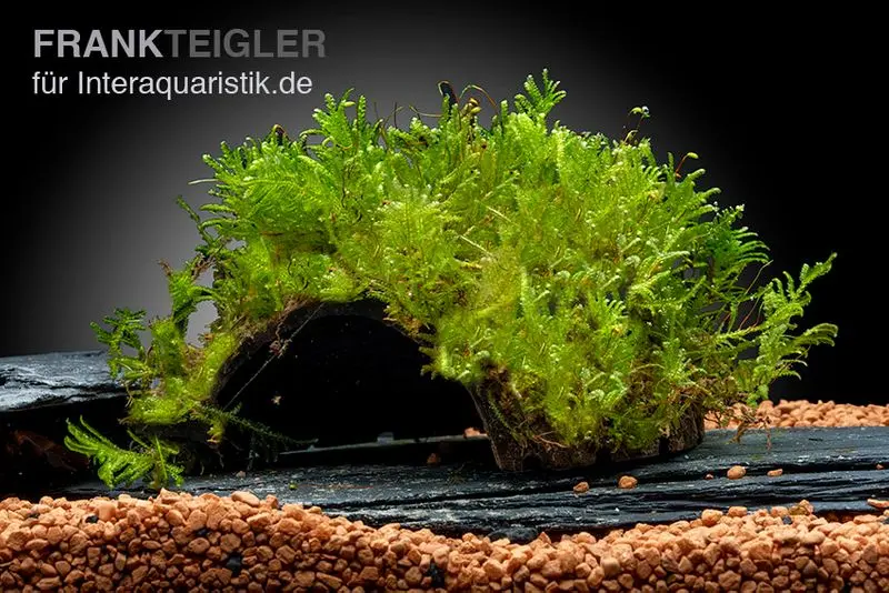 Javamoos, Vesicularia dubyana, auf Kokosnussschale