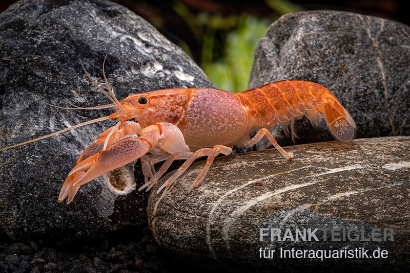 Volcano Yabby , Cherax destructor var. Volcano, Zufällig ausgewählt