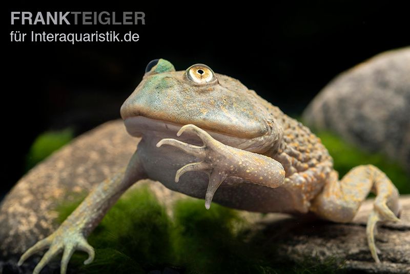 Budgett`s-Frosch, Lepidobatrachus laevis