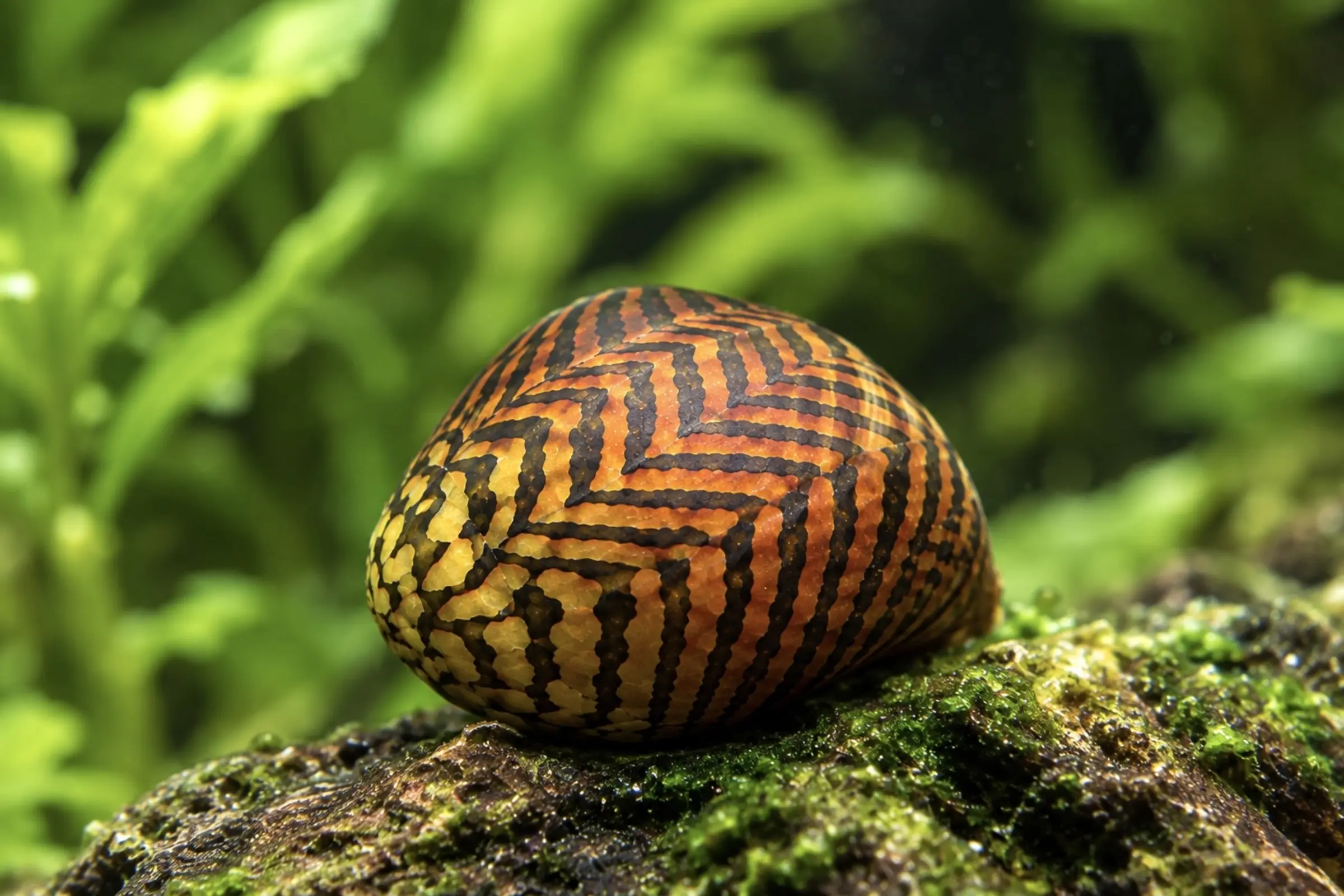 Batik-Rennschnecke Spezial, Neritina variegata