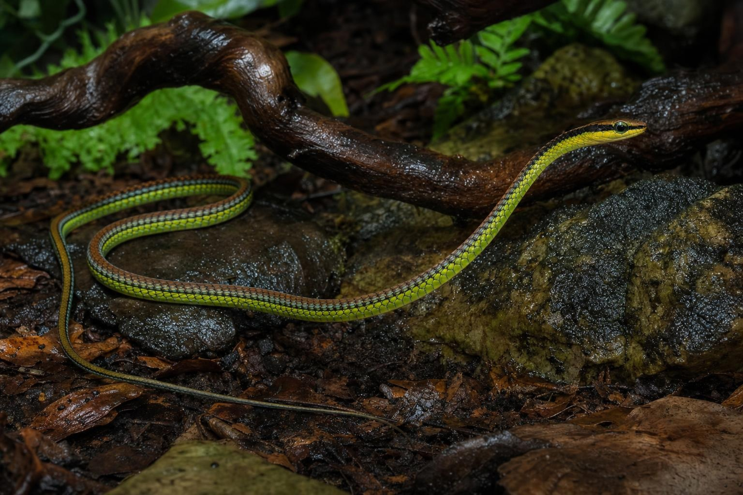 Elegante Bronzenatter, Dendralaphis formosus