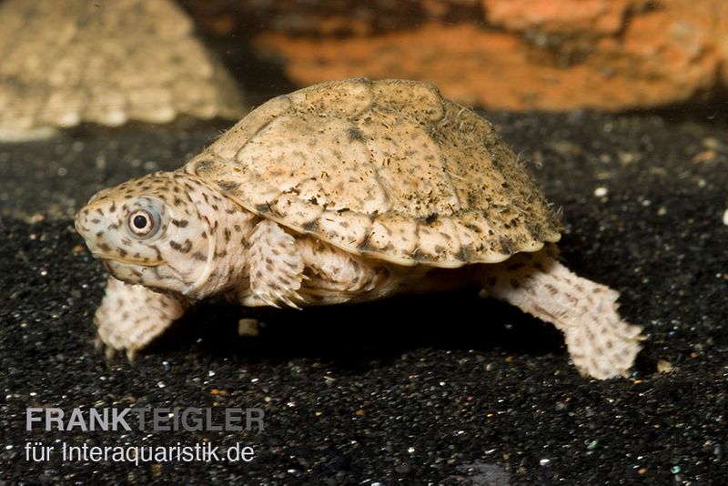 Dach-Moschusschildkröte, Sternotherus carinatus