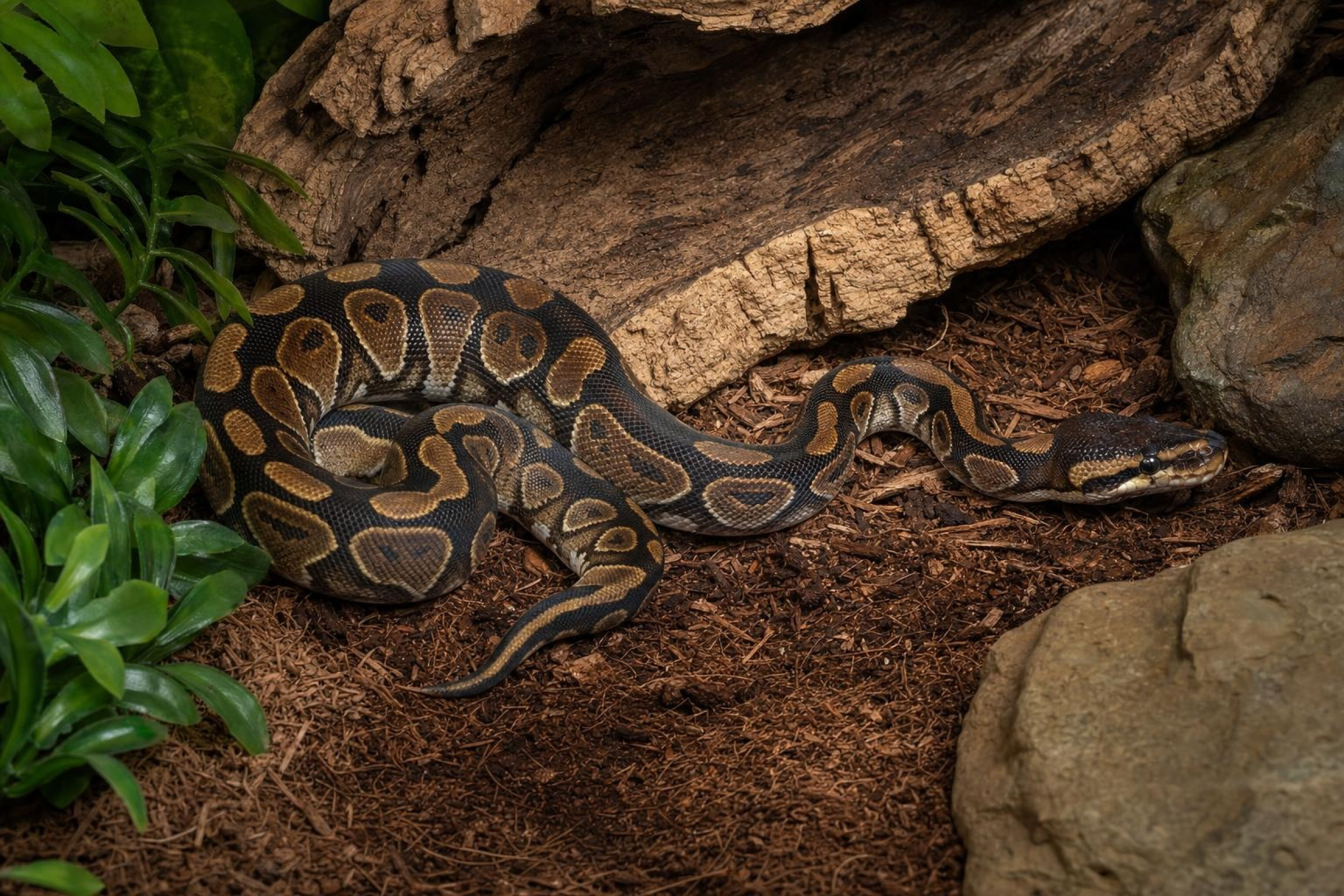 Wookie-Königspython, Python regius