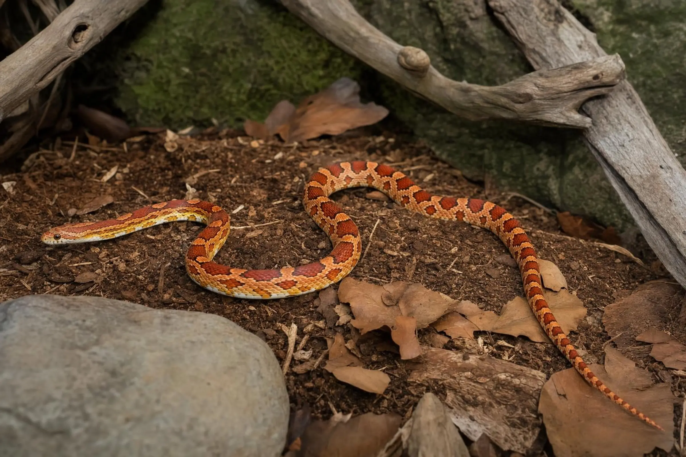 Palmetto-Kornnatter, Pantherophis guttatus