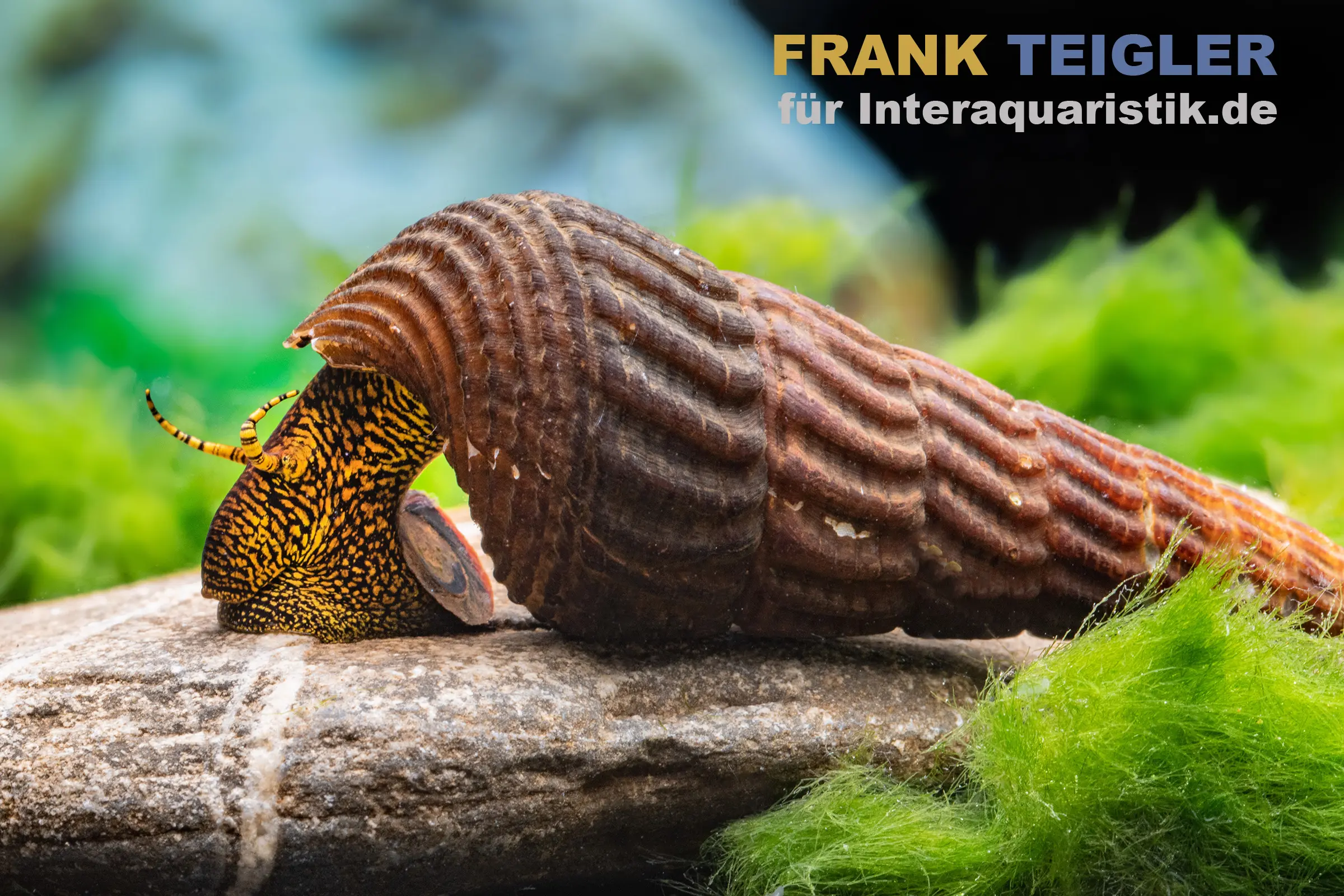 Leopard-Tylomelania, Tylomelania patriarchalis var. Yellow Rabbit