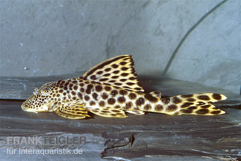 Leopard-Trugschilderwels, L 75, Ancistomus cf. sabaji, 4-8 cm