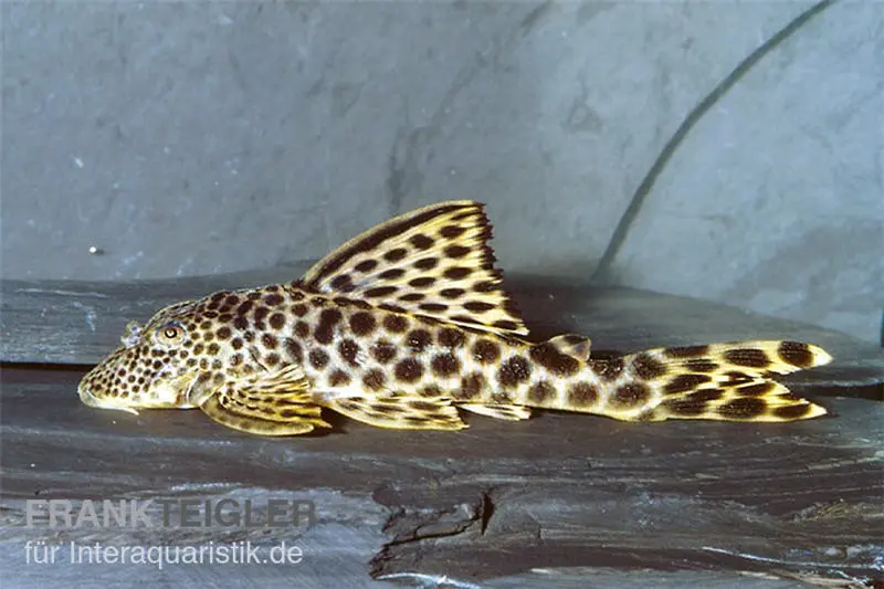 Leopard-Trugschilderwels, L75, Ancistomus cf. sabaji