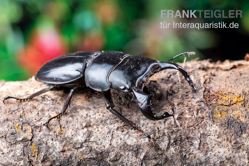 Bucephalus-Hirschkäfer, Dorcus bucephalus, männlich