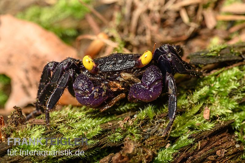 Vampirkrabbe, Geosesarma sp. 'Vampir', Zufällig ausgewählt