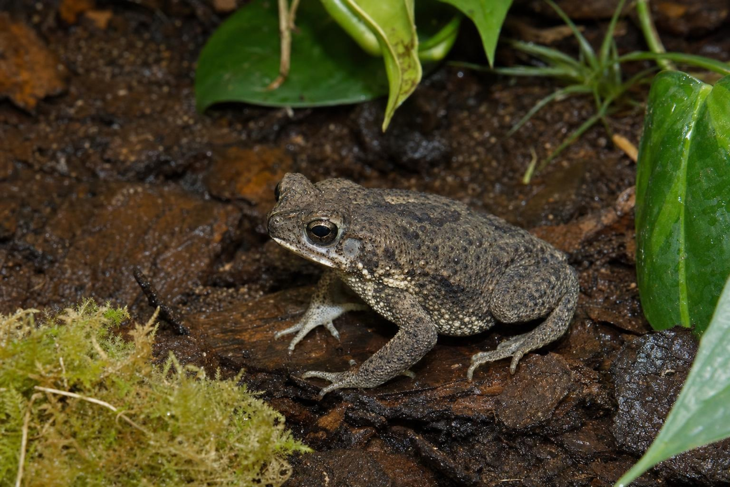Rivero-Kröte, Rhinella humboldti