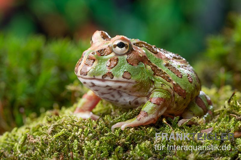 Camouflage-Pacman-Frog, Ceratophrys cranwelli Camouflage