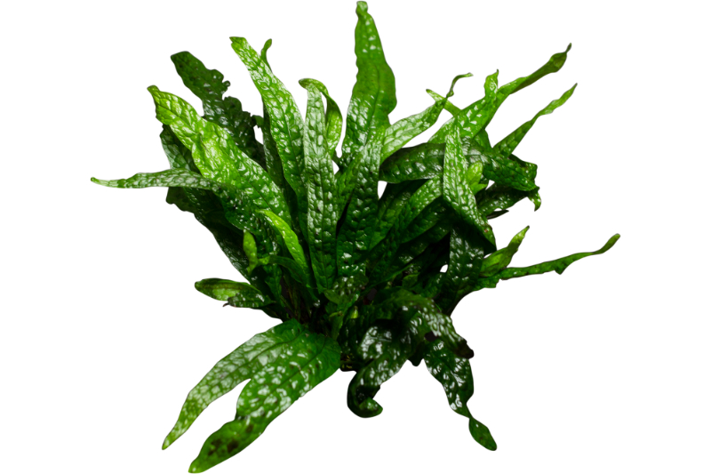 Microsorum "Green Gnome", Microsorum pteropus "Green Gnome"