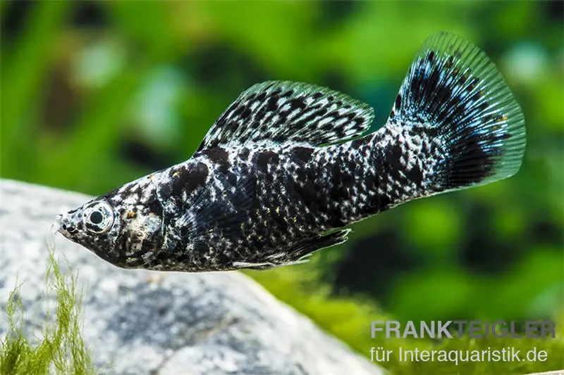 Dalmatiner-Molly, Poecilia sphenops