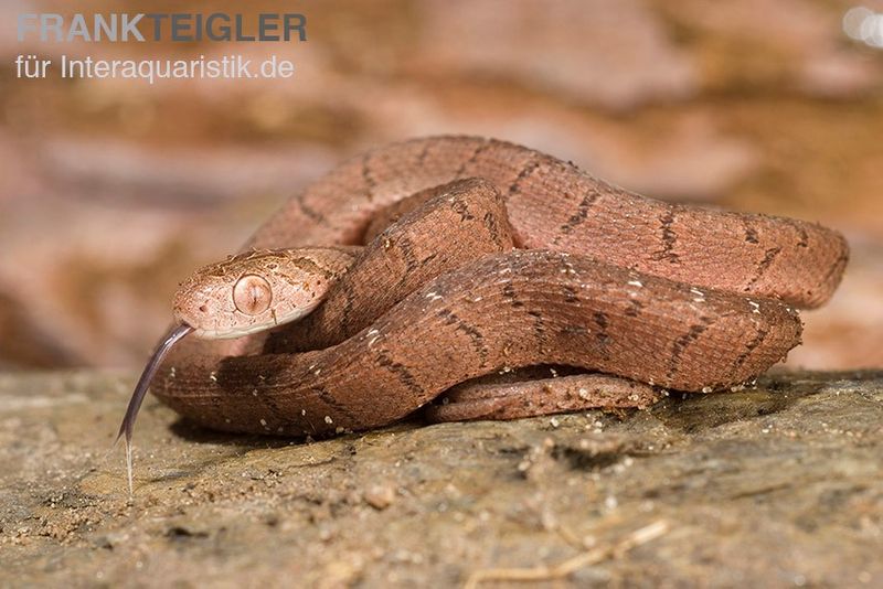 Gansi-Eierschlange, Dasypeltis gansi