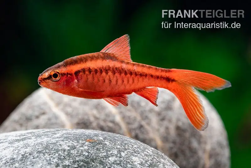 Schleier-Bitterlingsbarbe, Rohanella titteya longfin