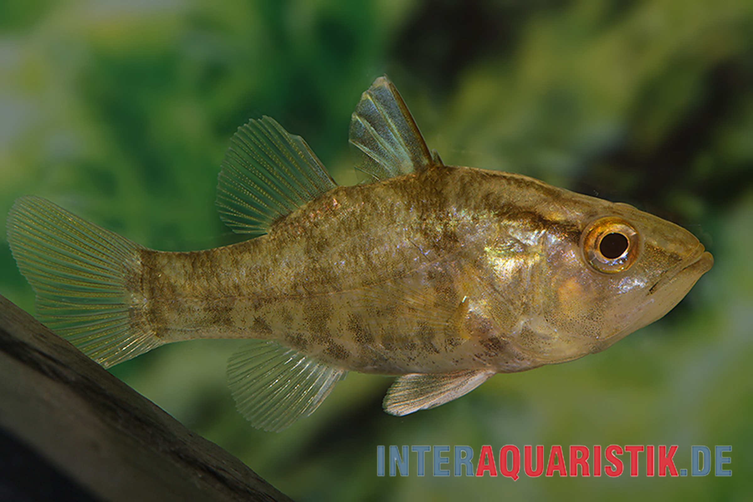 Aprions Glasbarsch, Glossamia aprion, 6-8 cm