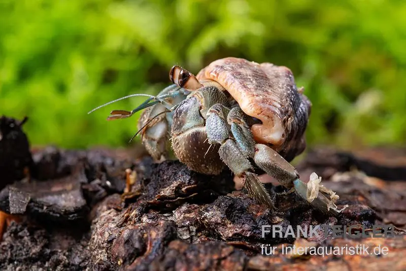 Landeinsiedlerkrebs, Coenobita compressus (Pazifik-Landeinsiedlerkrebs)