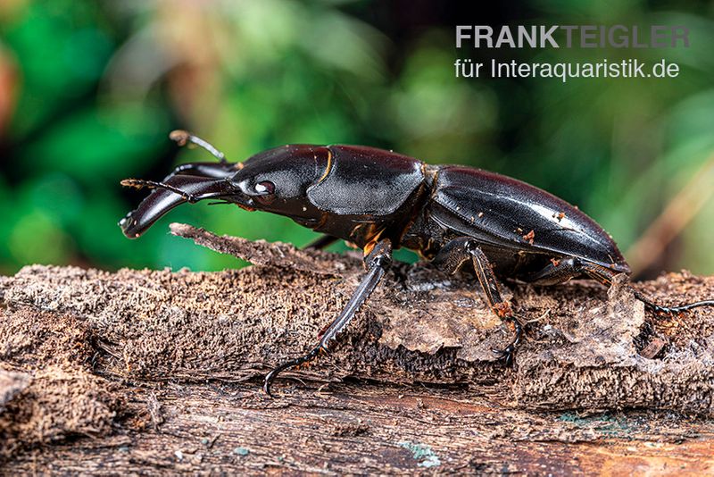 Bucephalus-Hirschkäfer, Dorcus bucephalus, paarpreisx2