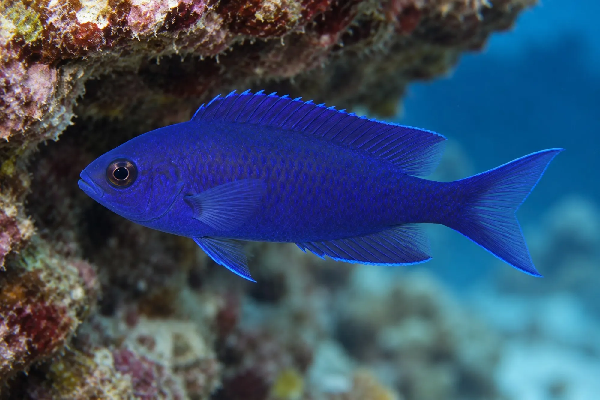 Blauer Mirakelbarsch, Assessor macneilli