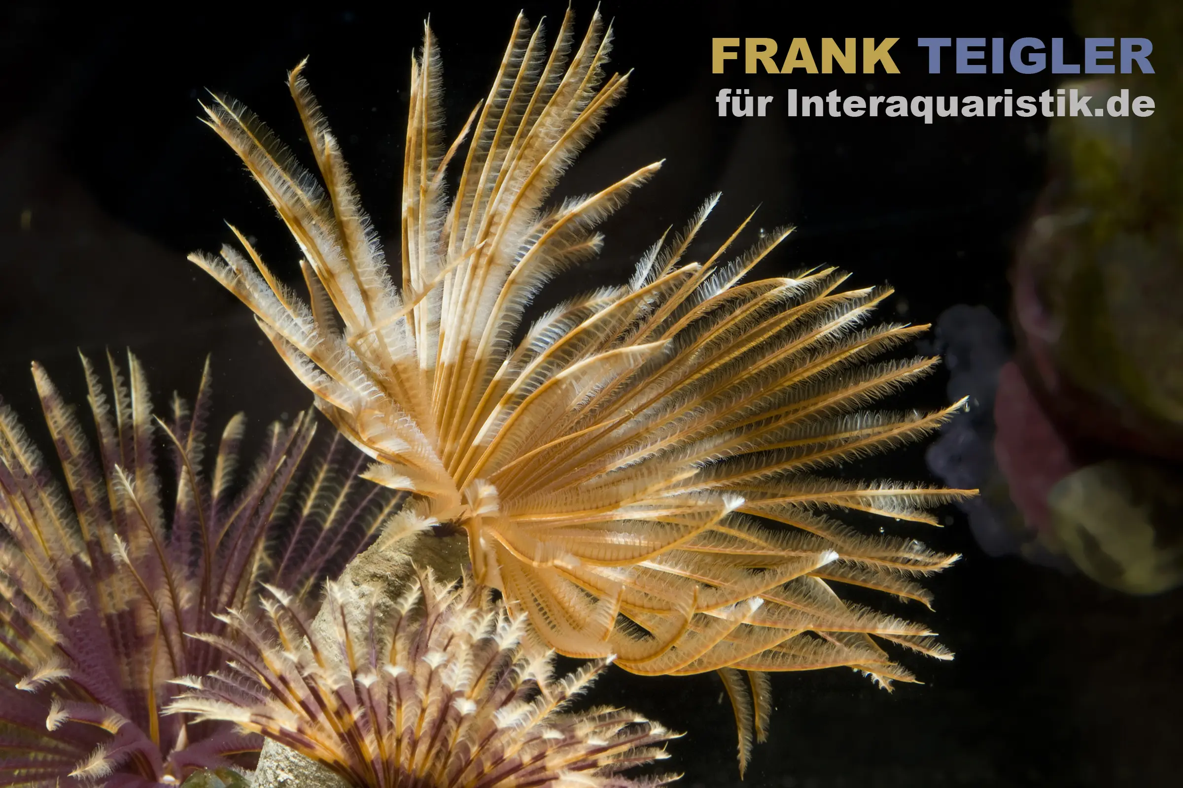 Gelb-Roter Röhrenwurm (Sabellastarte spec.) mit geöffneter gelb-roter Tentakelkrone wie eine Blüte im Riffaquarium, eleganter Filtrierer; Produkt von Meerwasser @Interaquaristik