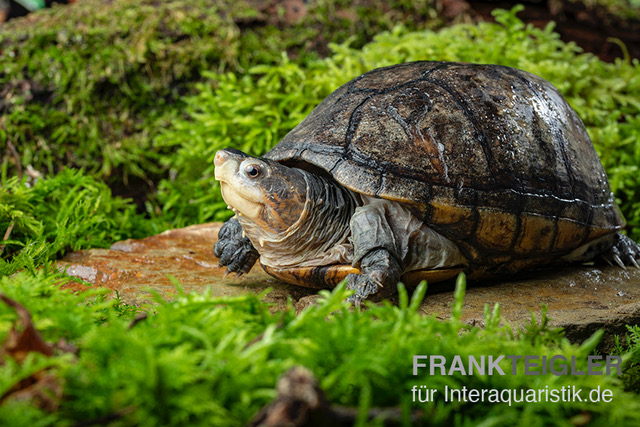 Rotwangen-Klappschildkröte, Kinosternon cruentatum