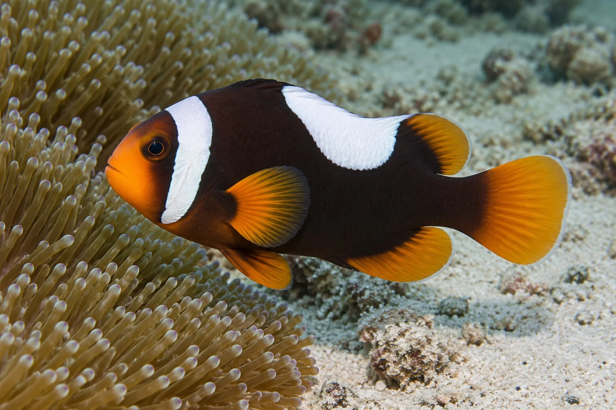 Sattelfleck-Anemonenfisch Nachzucht, Amphiprion polymnus