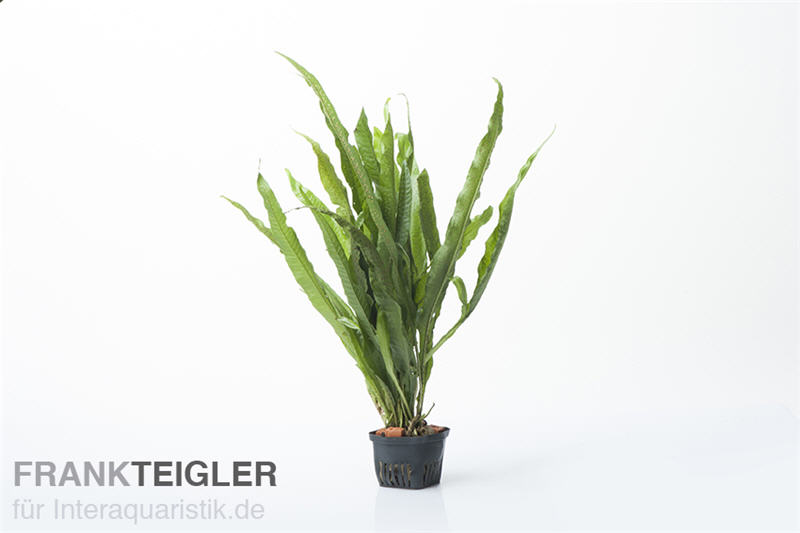 XL Topf mit Javafarn, Microsorum pteropus, online kaufen