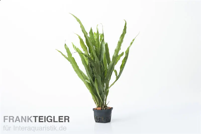 Javafarn, Microsorum pteropus, XL Topf, Mutterpflanze