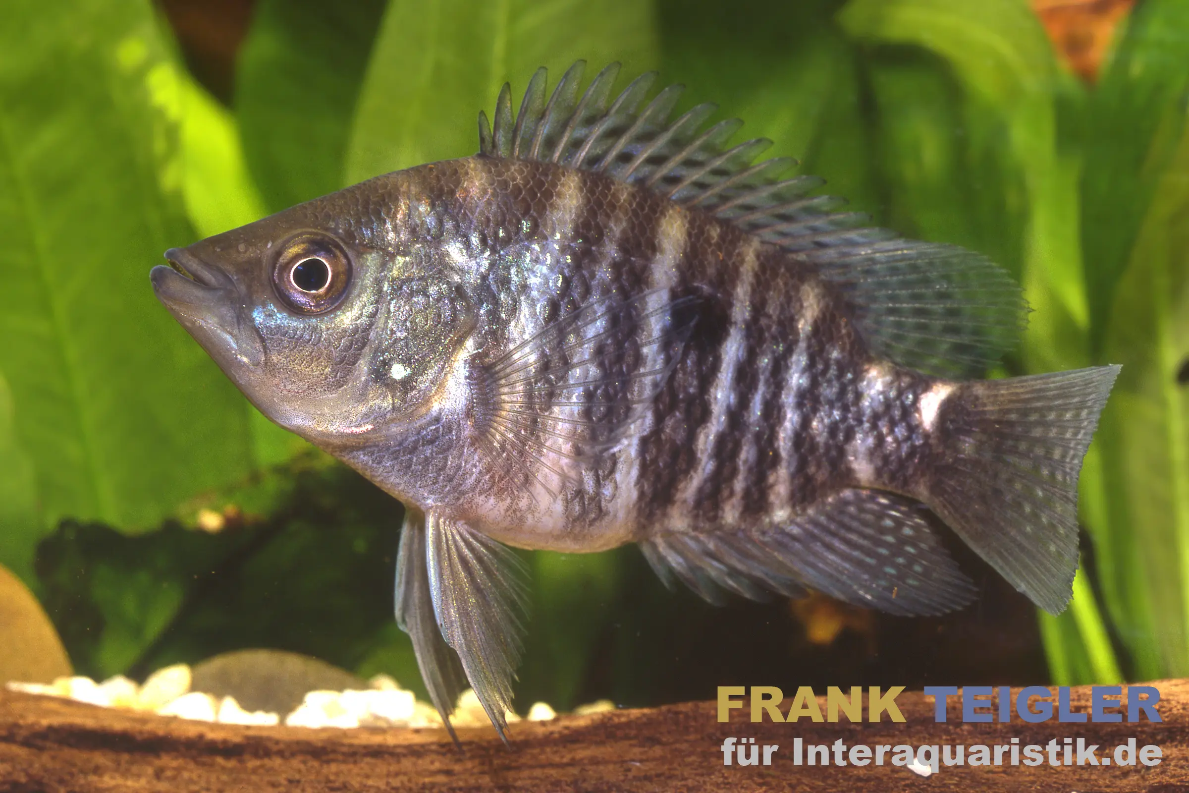 Krauss-Buntbarsch, Caquetaia kraussii, DNZ, 10-12 cm