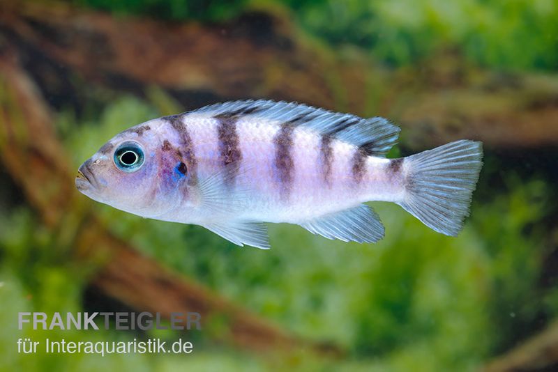 Lombardos Maulbrüter, Pseudotropheus lombardoi, DNZ