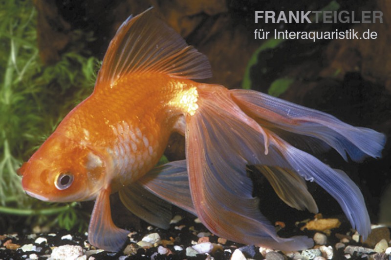 Roter Oranda, Carassius auratus (Kaltwasser)